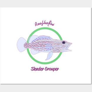 Slender Grouper Posters and Art